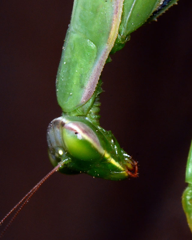 Mantis religiosa ?